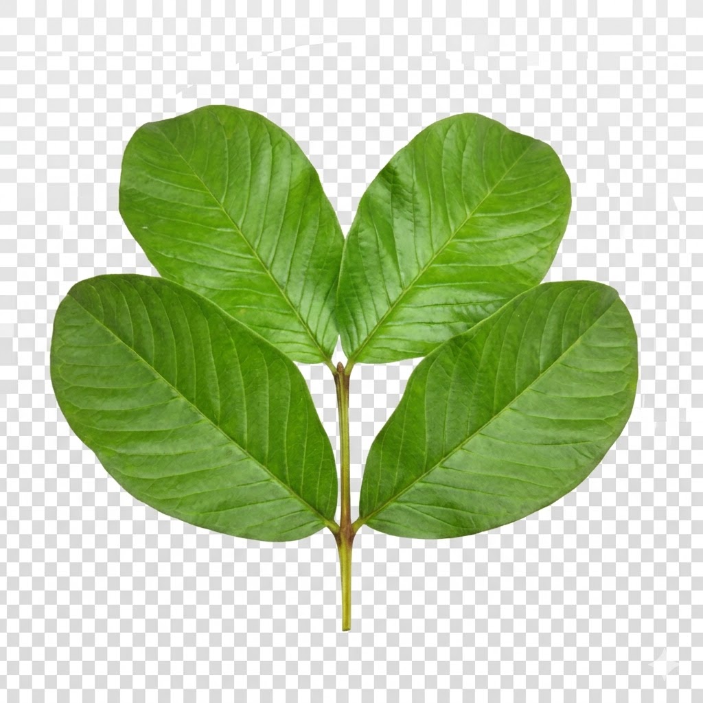 Guava Leaf