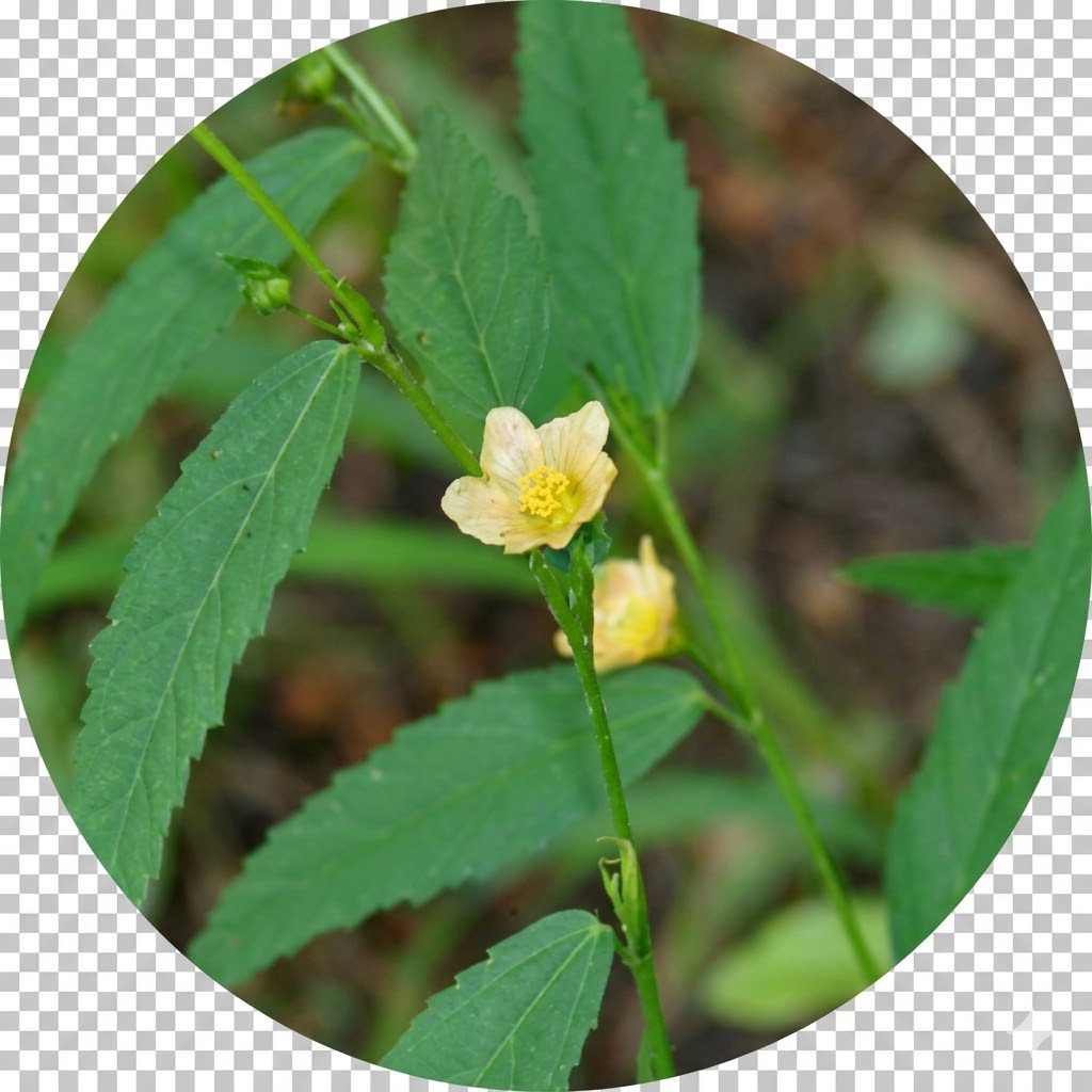 Sida Acuta